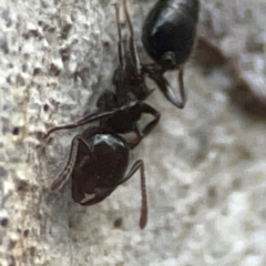 Crematogaster sp. (genus) at Belconnen, ACT - 8 Apr 2024 05:08 PM