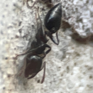 Crematogaster sp. (genus) at Belconnen, ACT - 8 Apr 2024