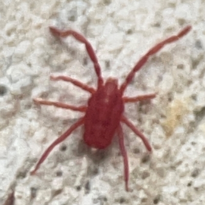 Trombidiidae (family) (Red velvet mite) at Belconnen, ACT - 8 Apr 2024 by Hejor1