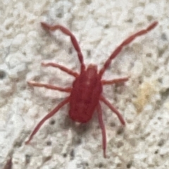 Trombidiidae (family) (Red velvet mite) at Belconnen, ACT - 8 Apr 2024 by Hejor1