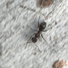 Iridomyrmex sp. (genus) at Belconnen, ACT - 8 Apr 2024