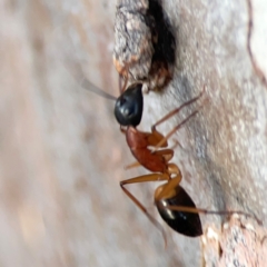 Camponotus consobrinus (Banded sugar ant) at Belconnen, ACT - 8 Apr 2024 by Hejor1
