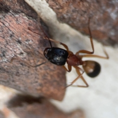 Camponotus consobrinus at Belconnen, ACT - 8 Apr 2024 05:16 PM