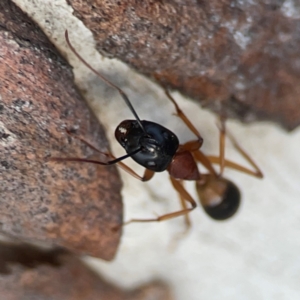 Camponotus consobrinus at Belconnen, ACT - 8 Apr 2024 05:16 PM