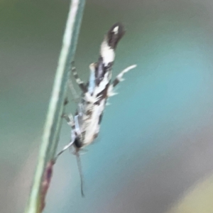 Stathmopoda melanochra at Belconnen, ACT - 8 Apr 2024