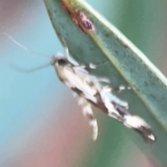 Stathmopoda melanochra at Belconnen, ACT - 8 Apr 2024