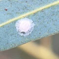 Unidentified Psyllid, lerp, aphid or whitefly (Hemiptera, several families) at Belconnen, ACT - 8 Apr 2024 by Hejor1