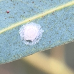 Psyllidae sp. (family) (Unidentified psyllid or lerp insect) at Belconnen, ACT - 8 Apr 2024 by Hejor1