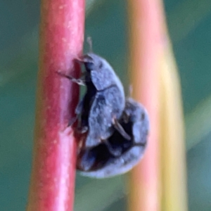 Coccinellidae (family) at Belconnen, ACT - 8 Apr 2024