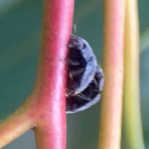 Coccinellidae (family) at Belconnen, ACT - 8 Apr 2024