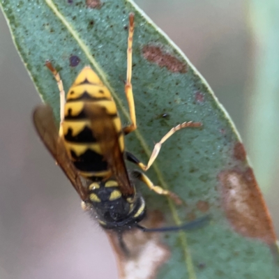 Vespula germanica (European wasp) at Belconnen, ACT - 8 Apr 2024 by Hejor1