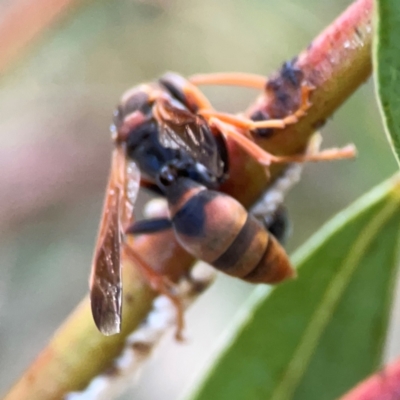 Polistes (Polistella) humilis (Common Paper Wasp) at Belconnen, ACT - 8 Apr 2024 by Hejor1