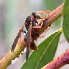 Polistes (Polistella) humilis at Belconnen, ACT - 8 Apr 2024