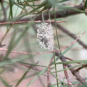 Anestia (genus) at Belconnen, ACT - 8 Apr 2024