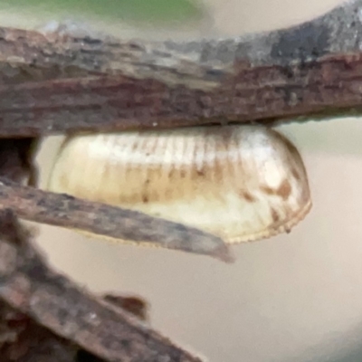 Calolampra sp. (genus) at Belconnen, ACT - 8 Apr 2024 by Hejor1