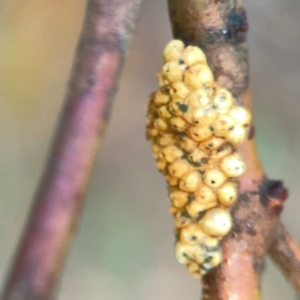 Coccoidea (superfamily) at Belconnen, ACT - 8 Apr 2024