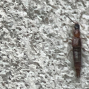 Staphylinidae (family) at Belconnen, ACT - 8 Apr 2024 05:40 PM