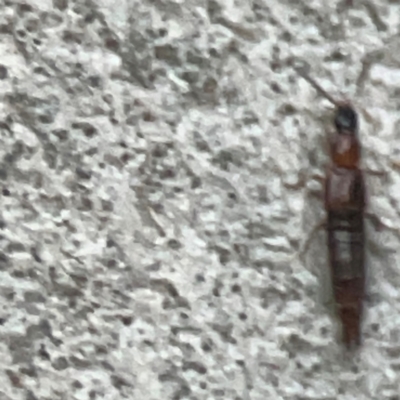 Staphylinidae (family) (Rove beetle) at Belconnen, ACT - 8 Apr 2024 by Hejor1