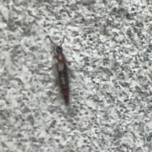 Staphylinidae (family) at Belconnen, ACT - 8 Apr 2024 05:40 PM