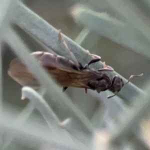 Formicidae (family) at Belconnen, ACT - 8 Apr 2024