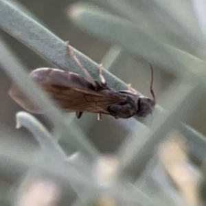 Formicidae (family) at Belconnen, ACT - 8 Apr 2024