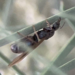 Formicidae (family) at Belconnen, ACT - 8 Apr 2024