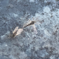 Chironomidae (family) at Belconnen, ACT - 8 Apr 2024