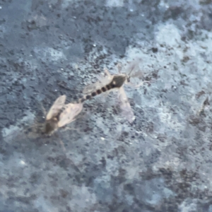 Chironomidae (family) at Belconnen, ACT - 8 Apr 2024