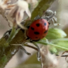 Hippodamia variegata (Spotted Amber Ladybird) at Belconnen, ACT - 8 Apr 2024 by Hejor1