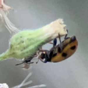 Coccinellidae (family) at Belconnen, ACT - 8 Apr 2024