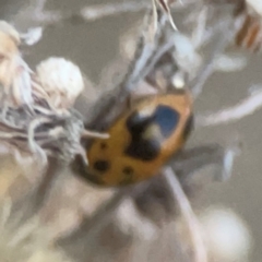 Coccinellidae (family) at Belconnen, ACT - 8 Apr 2024