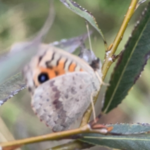 Junonia villida at Belconnen, ACT - 8 Apr 2024