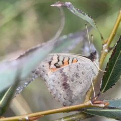 Junonia villida at Belconnen, ACT - 8 Apr 2024