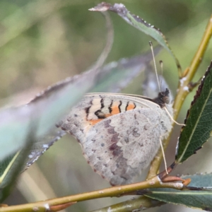 Junonia villida at Belconnen, ACT - 8 Apr 2024