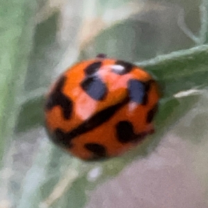 Coccinella transversalis at Belconnen, ACT - 8 Apr 2024 05:54 PM