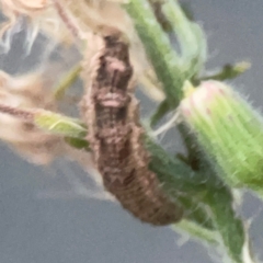 Lepidoptera unclassified IMMATURE moth at Belconnen, ACT - 8 Apr 2024