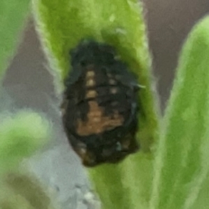 Harmonia conformis at Belconnen, ACT - 8 Apr 2024