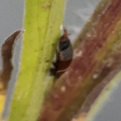 Ellipsidion australe at Belconnen, ACT - 8 Apr 2024