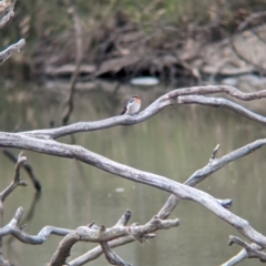 Hirundo neoxena (Welcome Swallow) at Naring, VIC - 4 Apr 2024 by Darcy