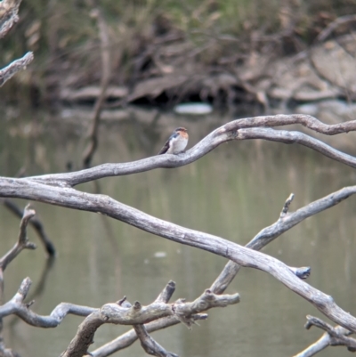 Hirundo neoxena (Welcome Swallow) at Naring, VIC - 4 Apr 2024 by Darcy
