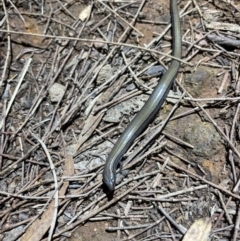 Hemiergis talbingoensis (Three-toed Skink) at Mount Ainslie - 8 Apr 2024 by Clarel