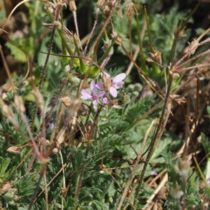 Erodium cicutarium at Namadgi National Park - 11 Mar 2024 12:57 PM