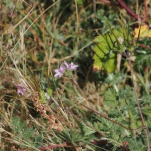 Erodium cicutarium at Namadgi National Park - 11 Mar 2024 12:57 PM