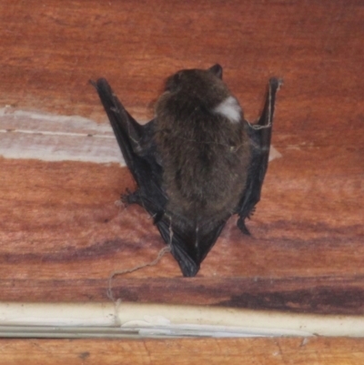 Unidentified Bat at Currowan, NSW - 8 Apr 2024 by UserCqoIFqhZ