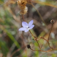 Wahlenbergia planiflora subsp. planiflora (Flat Bluebell) at Mount Clear, ACT - 11 Mar 2024 by RAllen