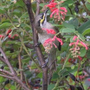 Caligavis chrysops at Currowan, NSW - 6 Apr 2024 02:11 PM