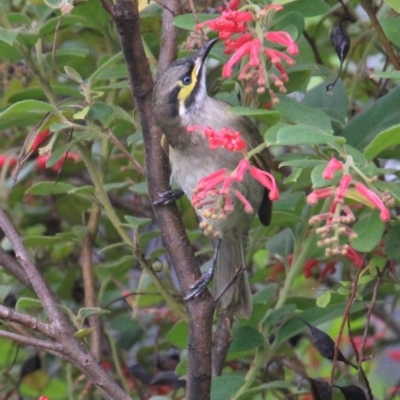 Caligavis chrysops (Yellow-faced Honeyeater) at Currowan, NSW - 6 Apr 2024 by UserCqoIFqhZ