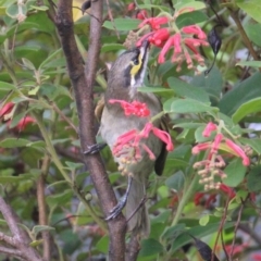 Caligavis chrysops at Currowan, NSW - 6 Apr 2024 02:11 PM