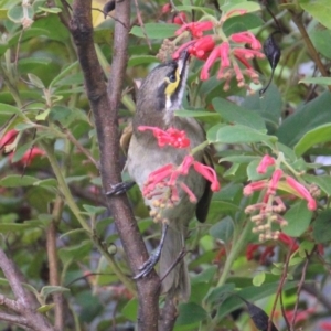 Caligavis chrysops at Currowan, NSW - 6 Apr 2024 02:11 PM