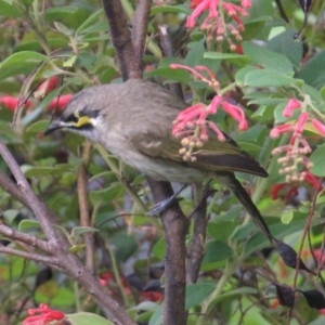 Caligavis chrysops at Currowan, NSW - 6 Apr 2024 02:11 PM